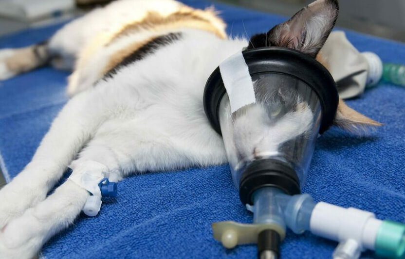 На кошку надевают маску ингаляционного наркоза.